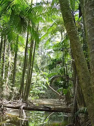 Description de l'image Archontophoenix myolensis at Warril Creek, Myola, Atherton Tableland.jpg.
