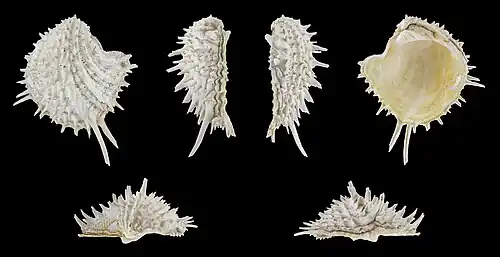 Arcinella arcinella, de Chamidae, coquille droite, provenant des Antilles. Avril 2022.