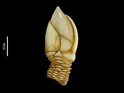 Arcoscalpellum michelottianum