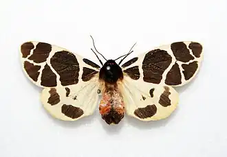 Description de l'image Arctia flavia - France (6675556679).jpg.