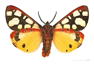 Face ventrale – coll. MHNT.
