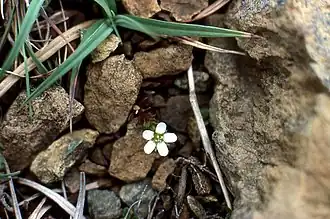 Description de l'image Arctic Sandwort (Arenaria norvegica) - geograph.org.uk - 723135.jpg.