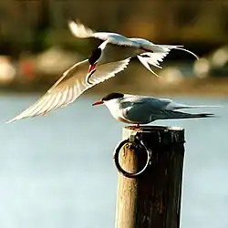 photographie montrant deux sternes, l'une sur un poteau, la seconde en vol avec un petit poisson dans le bec
