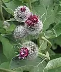 Arctium tomentosum.