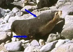  un mâle qui porte deux cicatrices sur le cou et le membre antérieur droit