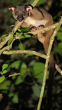 Arctogalidia trivirgata