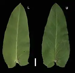 Feuille d’Arctostaphylos andersonii. L : face inférieure ; U : face supérieure.