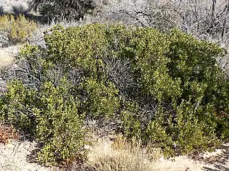 Description de l'image Arctostaphylos pungens 1.jpg.