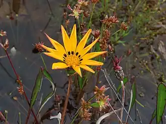 Description de l'image Arctotheca forbesiana imported from iNaturalist photo 176914441 on 10 September 2024.jpg.
