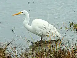 Grande Aigrette (Ardea alba)