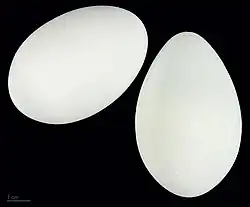 Œufs  de héron cendré au muséum de Toulouse.