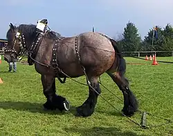 Cheval de profil harnaché marchant au pas dans un champ dans lequel on aperçoit en arrière plan des plots oranges.