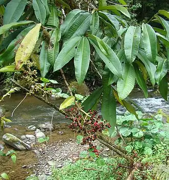 Description de l'image Ardisia compressa, known as Tucuico (9512503993).jpg.
