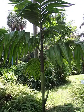 Description de l'image Areca triandra 三药槟榔 (天問) 001.jpg.