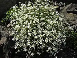 Photographie en couleurs d'une petite plante buissonnante aux fleurs blanches.