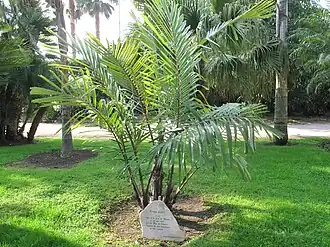 Jeune spécimen d’Arenga engleri.