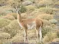 Un Guanaco dans le parc national Nahuel Huapi en Argentine.