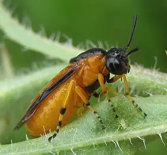 Description de l'image Arge ochropus (prof.).JPG.