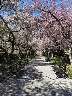 Photographie d'un jardin public au printemps en Normandie. La vue donne sur une allée bordée de bancs et d'arbres en fleurs qui forment une arche rose sur son chemin.