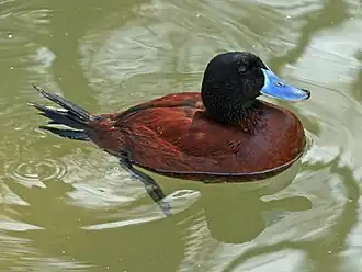 Érismature ornée (Oxyura vittata)