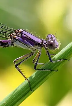 Épines sur les tibias