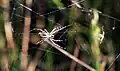 Argiope frelon - Tunisia