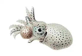 Argonauta hians mâle