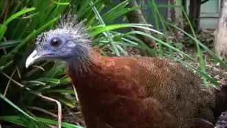 Ménagerie du jardin des plantes Paris/France (femelle)