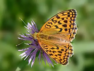 Description de cette image, également commentée ci-après