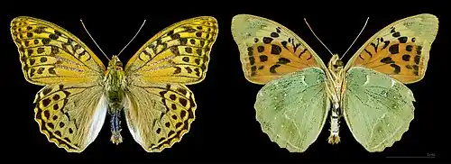 Mâle, dessus à gauche. Espagne, coll. MHNT.