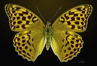 ♀ f. nominale, face dorsale (coll. MHNT).
