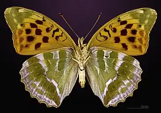 ♀ f. nominale, face ventrale (coll. MHNT).
