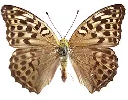 ♀ f. valesina, face dorsale.