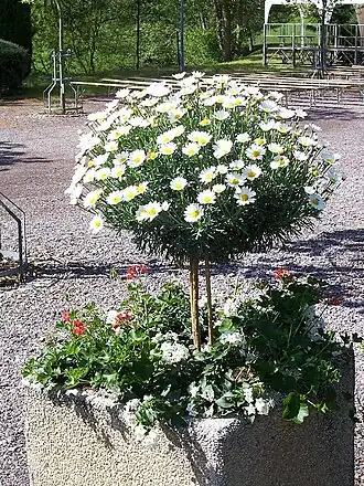 Description de l'image Argyranthemum-frutescens.jpg.