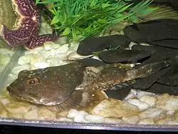 Argyrocottus zanderi.