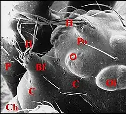 Description de l'image Argyrodes borbonicus mâle.jpg.