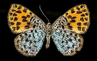 Description de l'image Argyrogrammana nurtia, f, peru, cosnipata Valley, brian harris 2016-02-23-10.52 (25123583872).jpg.