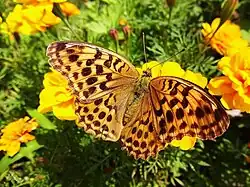 Argynnis ruslana