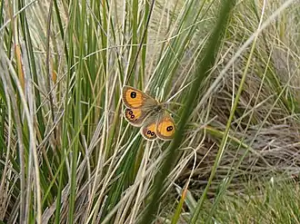 Description de l'image Argyrophenga janitae.jpg.