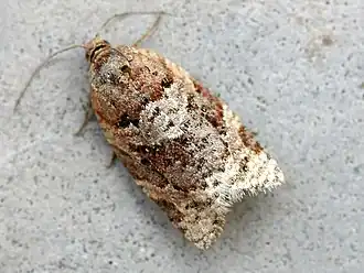 Description de cette image, également commentée ci-après