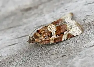 Description de l'image Argyrotaenia ljungiana (2008-09-10).jpg.