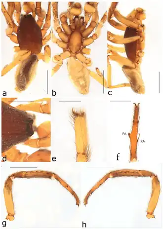 Description de l'image Ariadna arenacea (10.3390-taxonomy2040028) Figure 26.png.