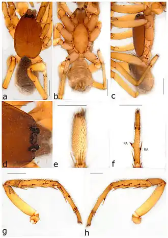 Description de l'image Ariadna bellatula (10.3390-taxonomy2040028) Figure 29.png.