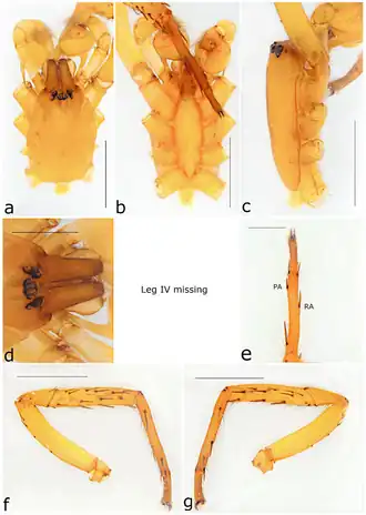 Description de l'image Ariadna deserta (10.3390-taxonomy2040028) Figure 33.png.