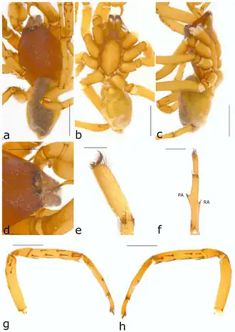 Description de l'image Ariadna diucrura (10.3390-taxonomy2040028) Figure 35.png.