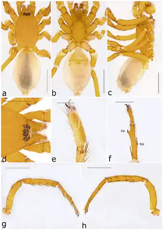 Description de l'image Ariadna flavescens (10.3390-taxonomy2040028) Figure 37.png.