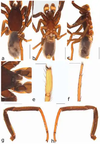 Description de l'image Ariadna formosa (10.3390-taxonomy2040028) Figure 17.png.