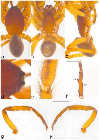 Description de l'image Ariadna inflata (10.3390-taxonomy2040028) Figure 40.png.