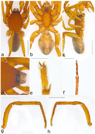 Description de l'image Ariadna insula (10.3390-taxonomy2040028) Figure 42.png.