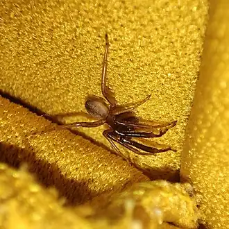 Description de l'image Ariadna obscura - Eli - 400235158.jpeg.